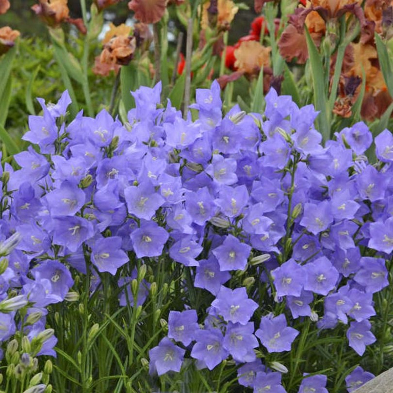 Kék baracklevelű harangvirág - Campanula persicifolia , Campanula persicifolia, ehető virág